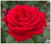 LA FESTA DELLE ROSE E DEL LAVORO>